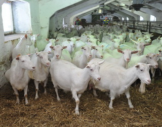 Поголів’я овець і кіз активно нарощують на Тернопільщині, Львівщині та Донеччині